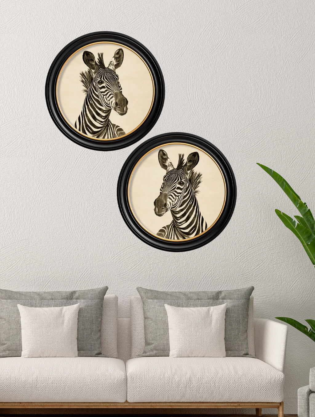Zebra Illustrations in Round Frame