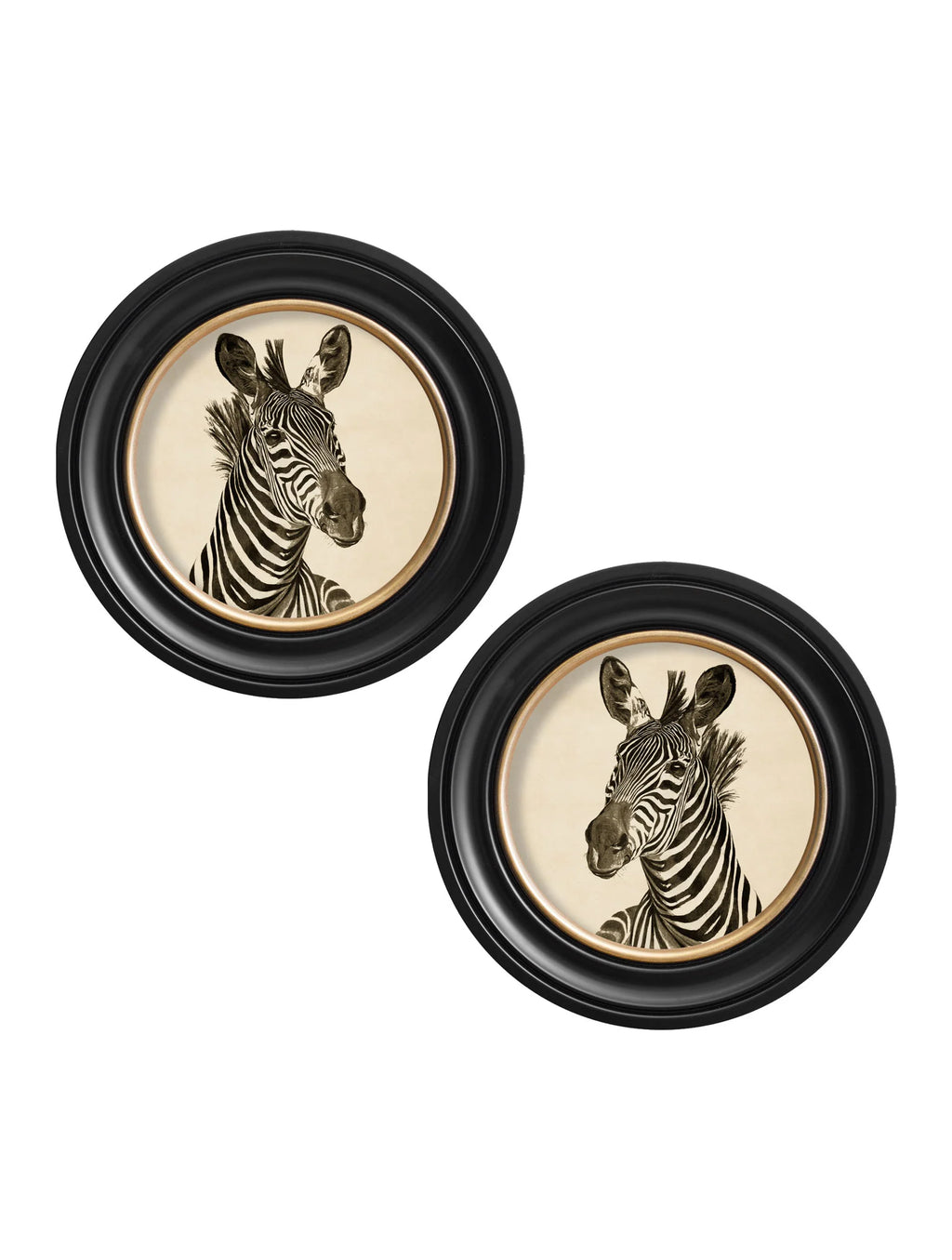 Zebra Illustrations in Round Frame