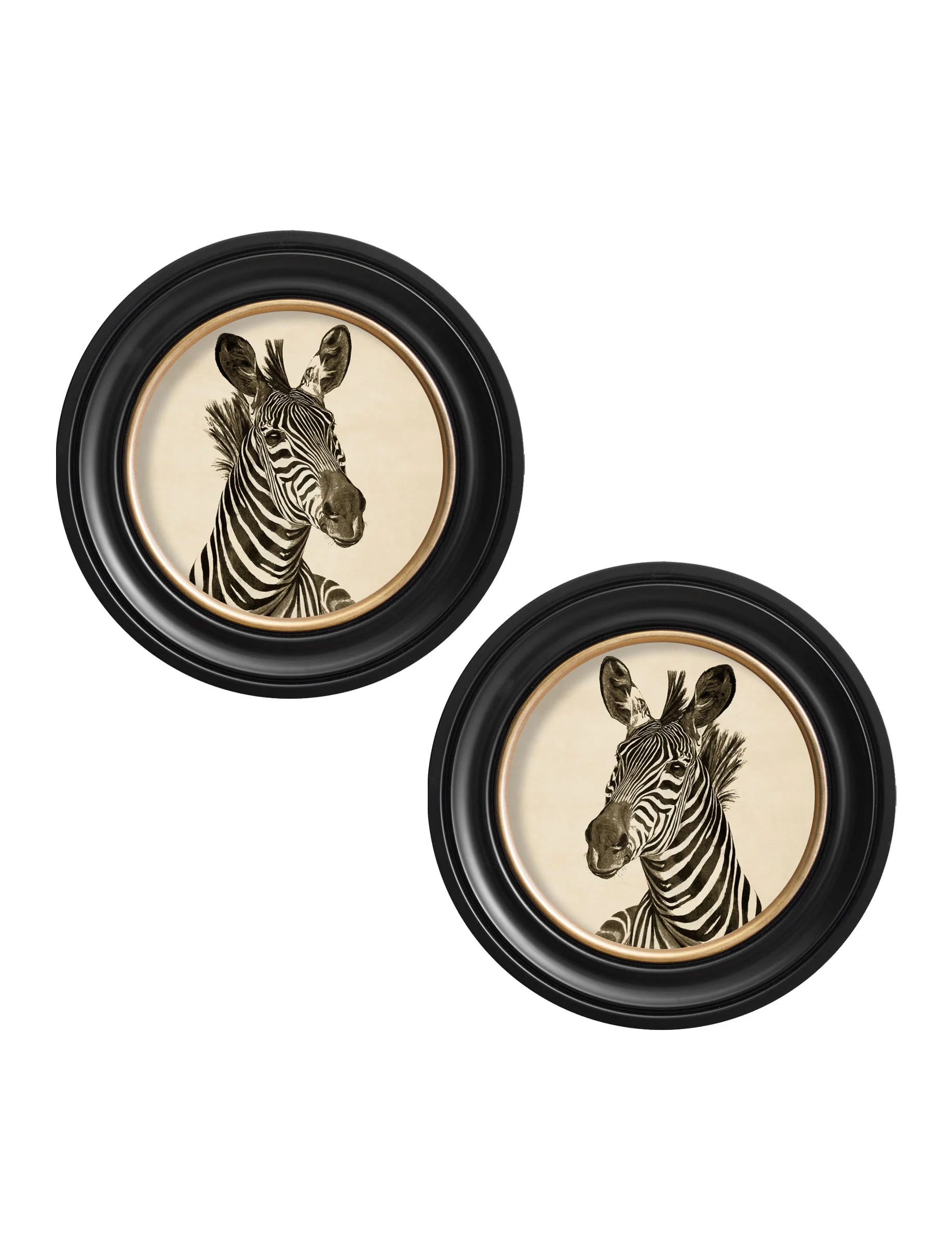 Zebra Illustrations in Round Frame