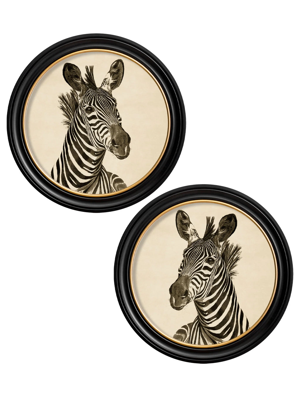 Zebra Illustrations in Round Frame