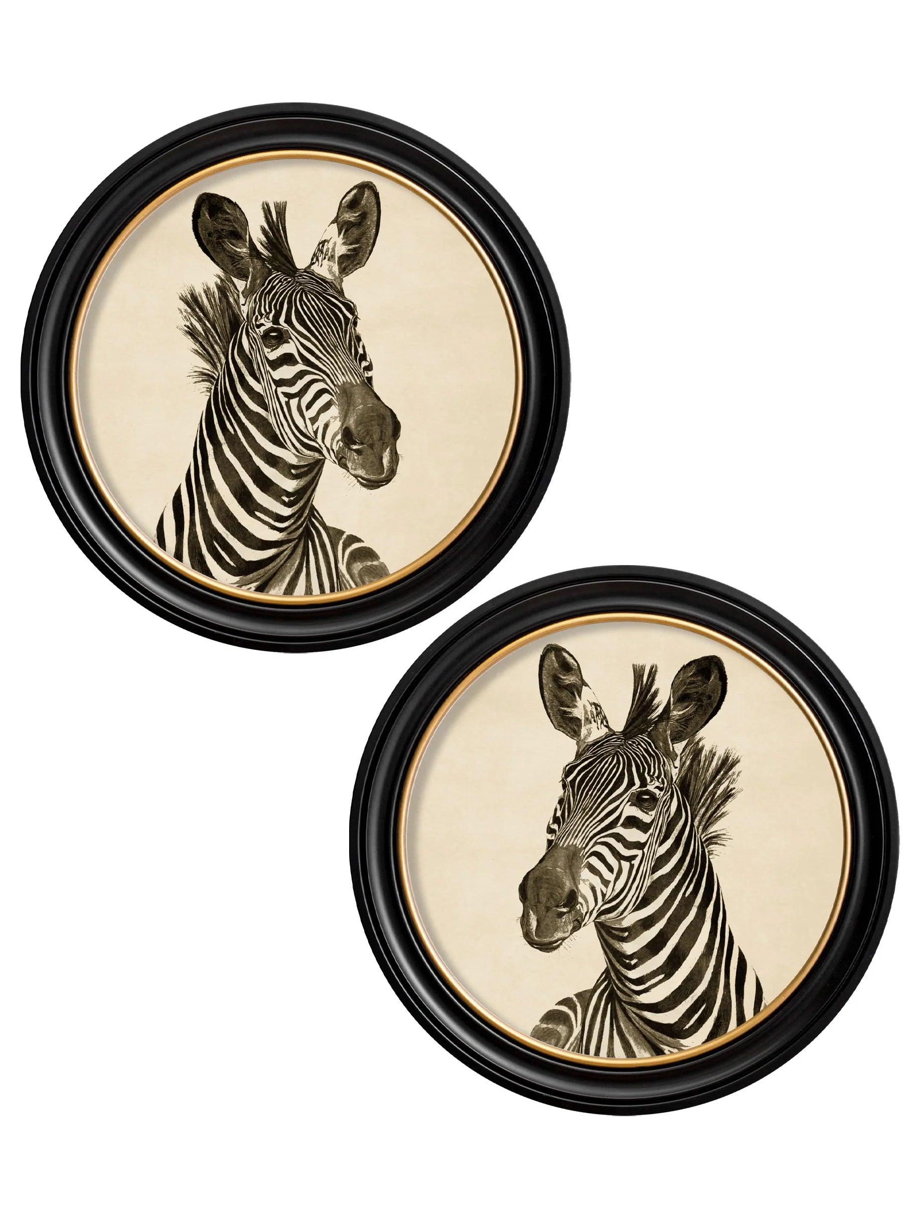 Zebra Illustrations in Round Frame