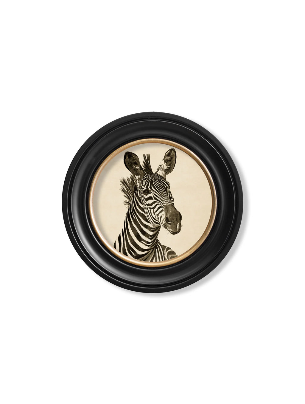 Zebra Illustrations in Round Frame