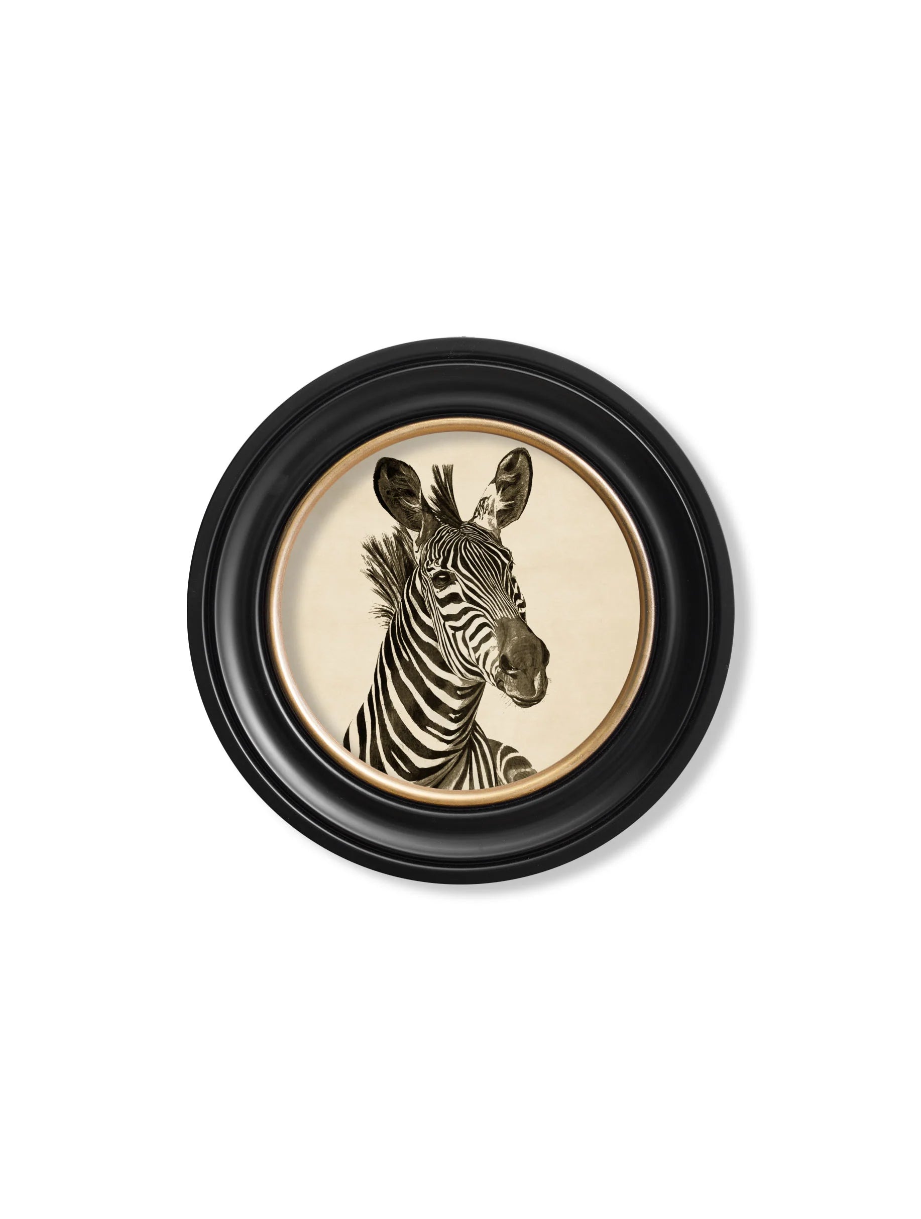 Zebra Illustrations in Round Frame