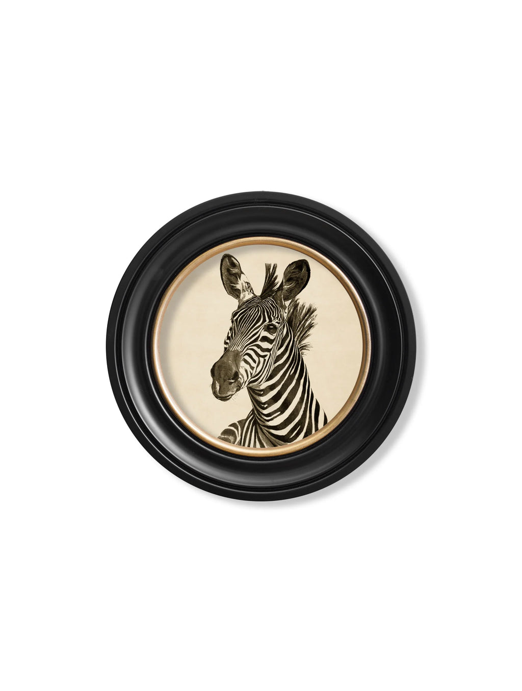 Zebra Illustrations in Round Frame