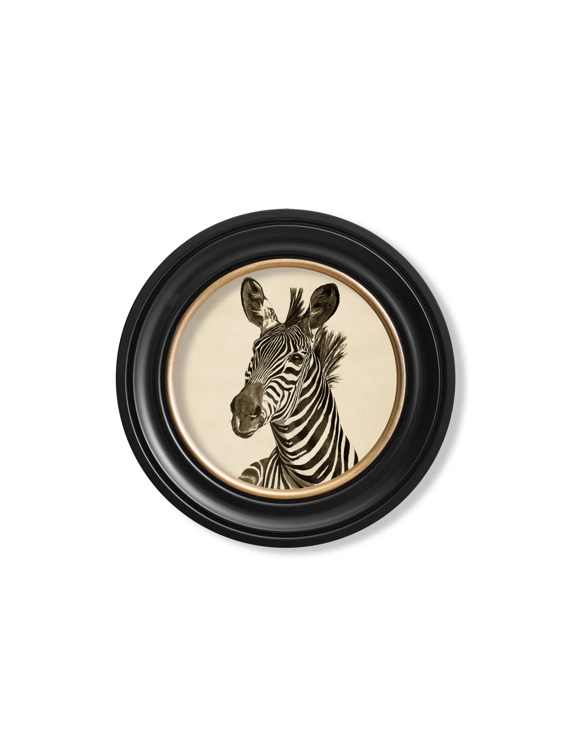 Zebra Illustrations in Round Frame