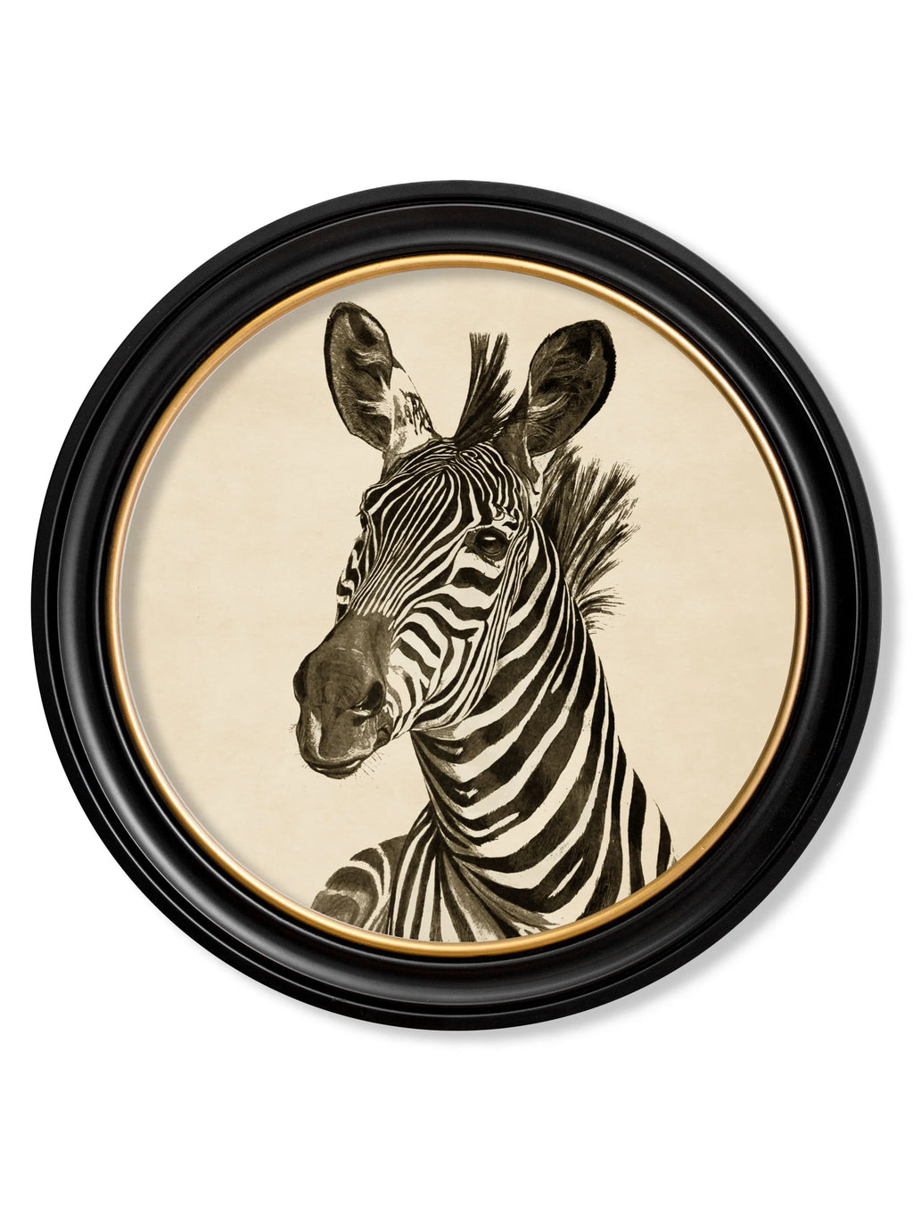Zebra Illustrations in Round Frame