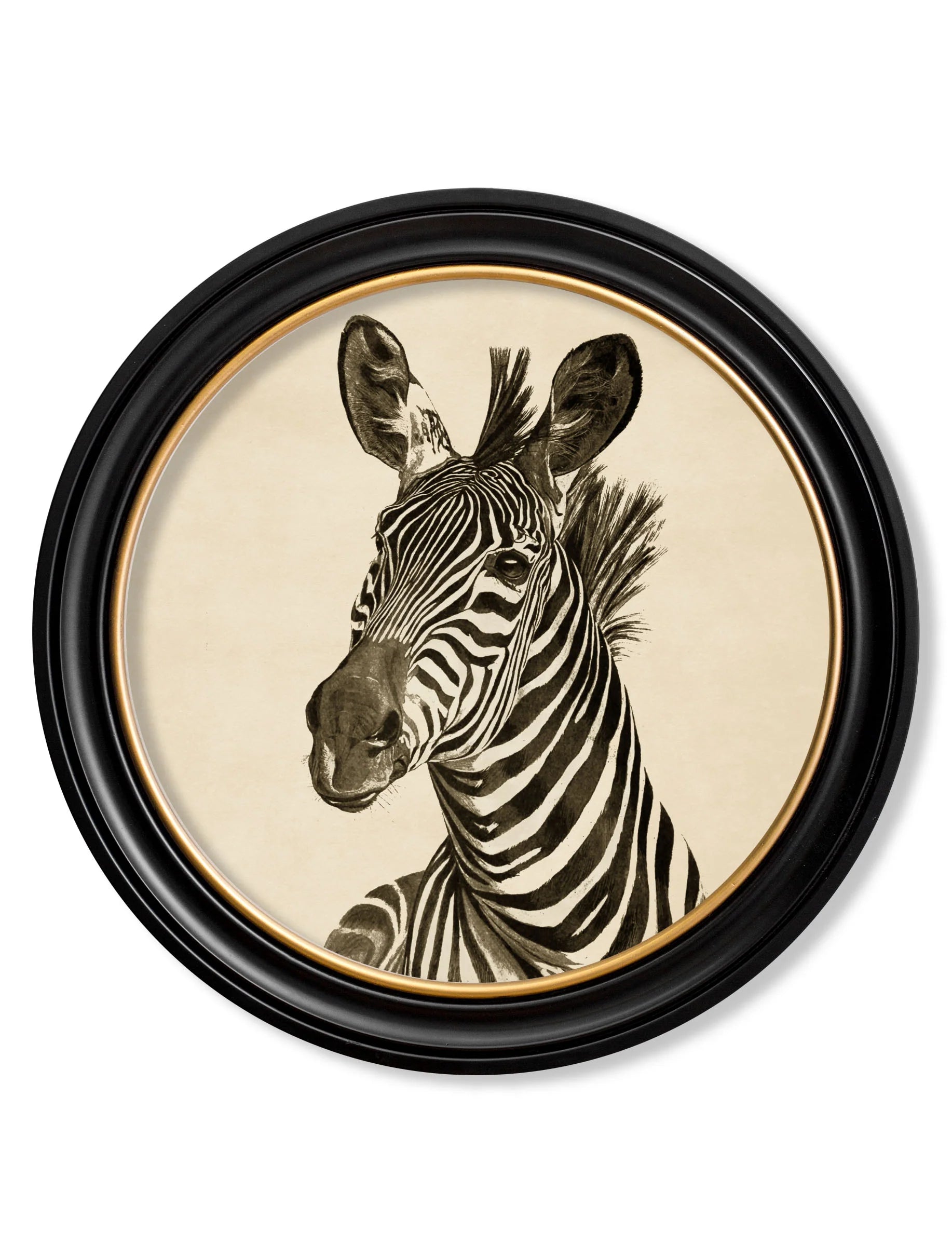Zebra Illustrations in Round Frame
