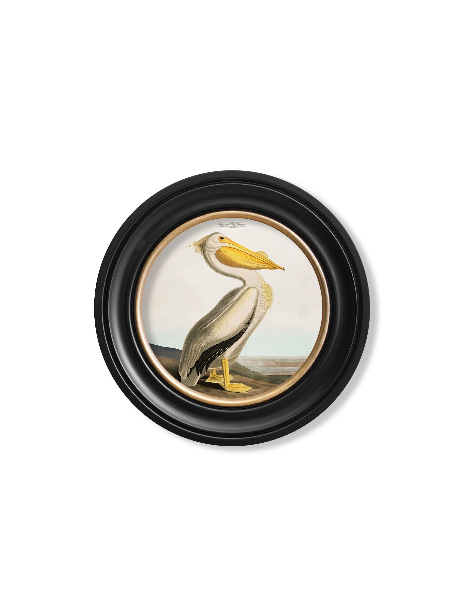Audubon's Pelican - Light - Round Frame