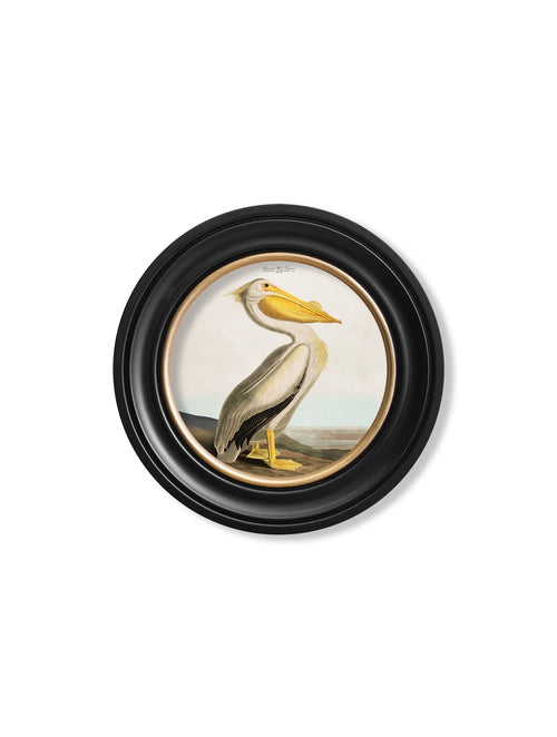 Audubon's Pelican - Light - Round Frame