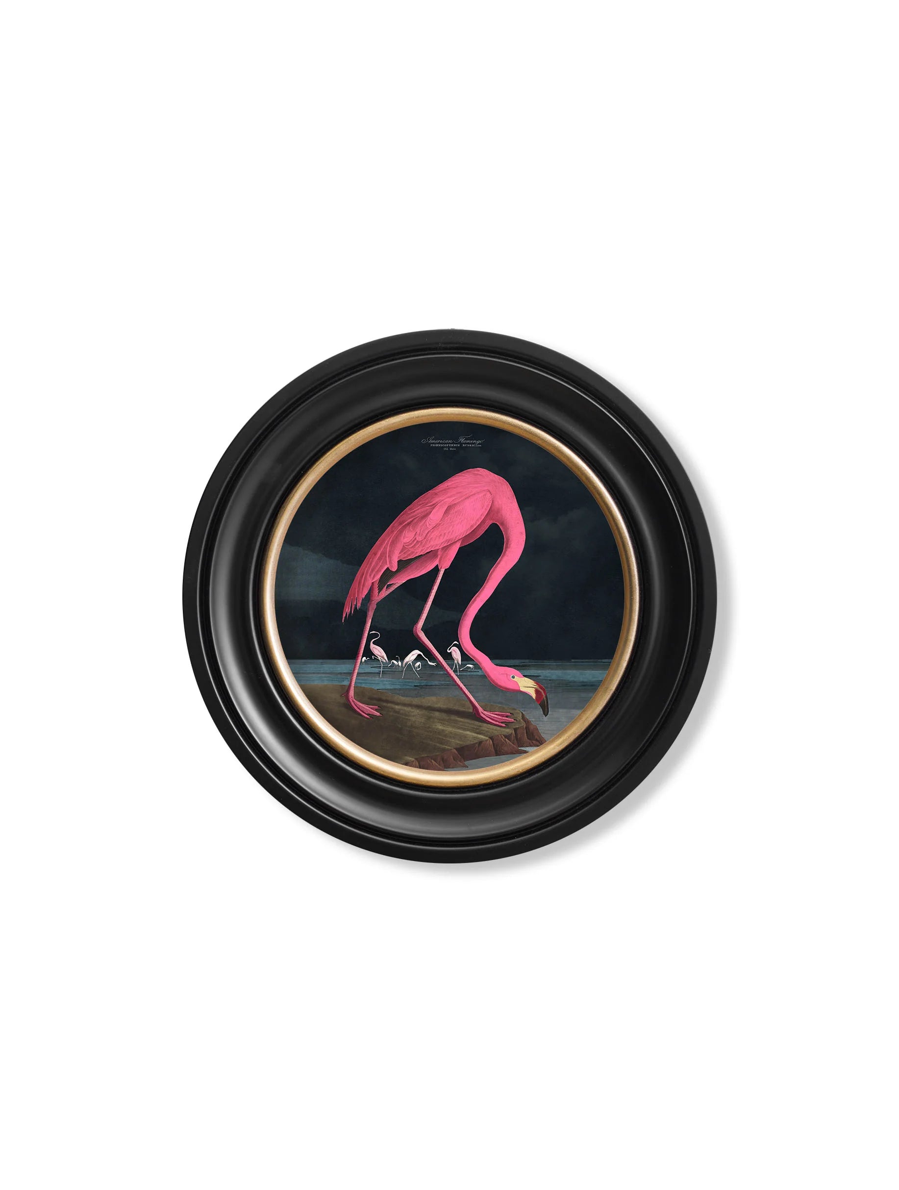 Audubon's Flamingo - Dark - Round Frame
