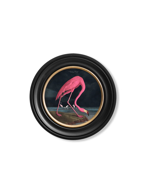 Audubon's Flamingo - Dark - Round Frame