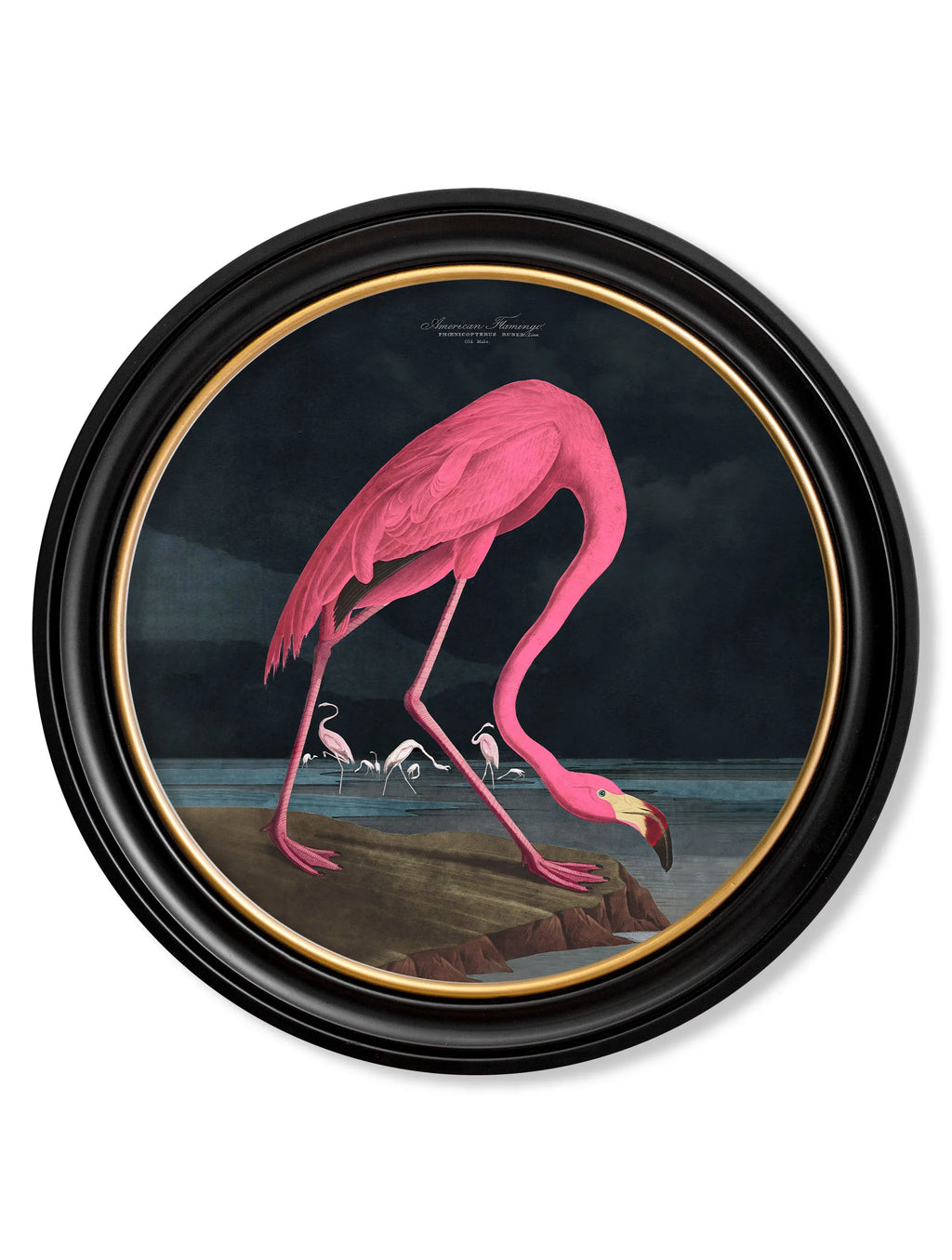 Audubon's Flamingo - Dark - Round Frame