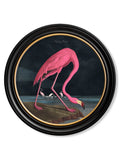 Audubon's Flamingo - Dark - Round Frame
