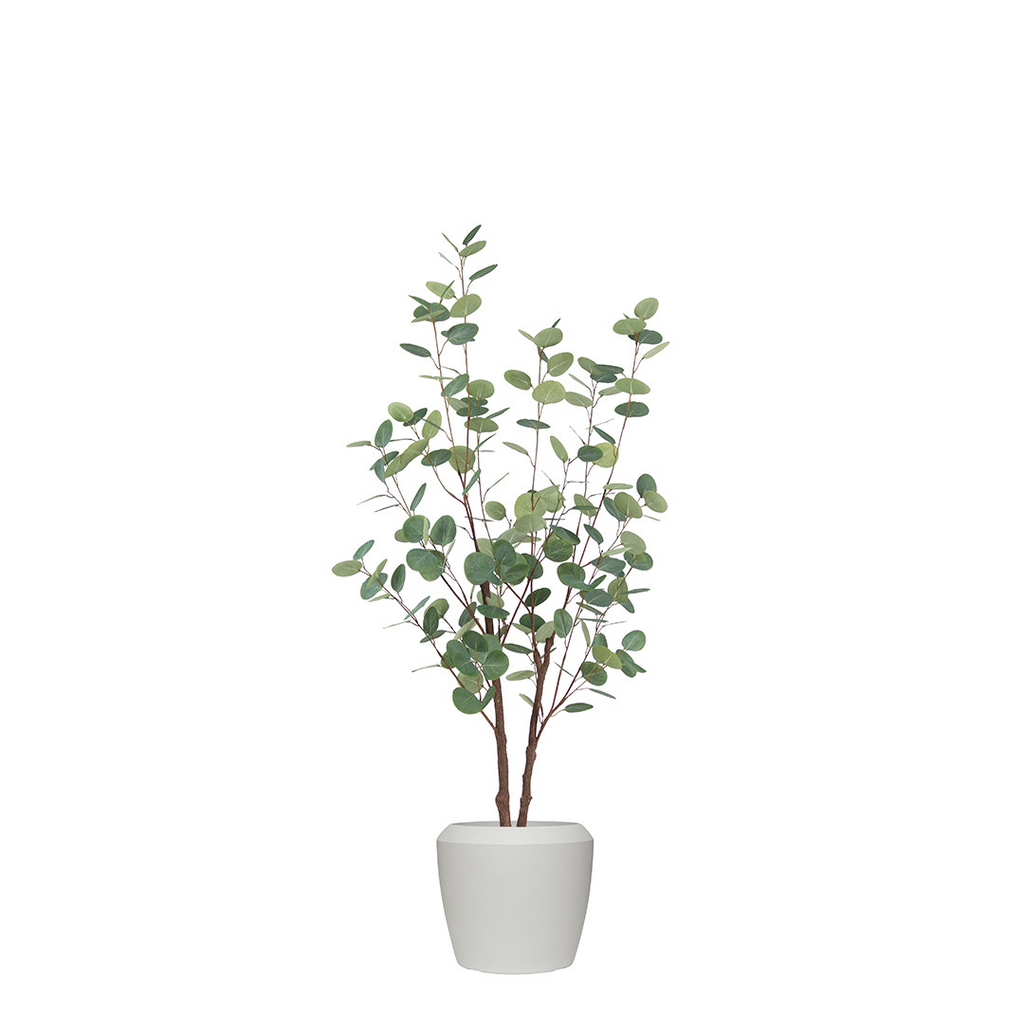 EUCALYPTUS TREE IN NORFOLK CHALK POT