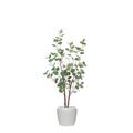 EUCALYPTUS TREE IN NORFOLK CHALK POT