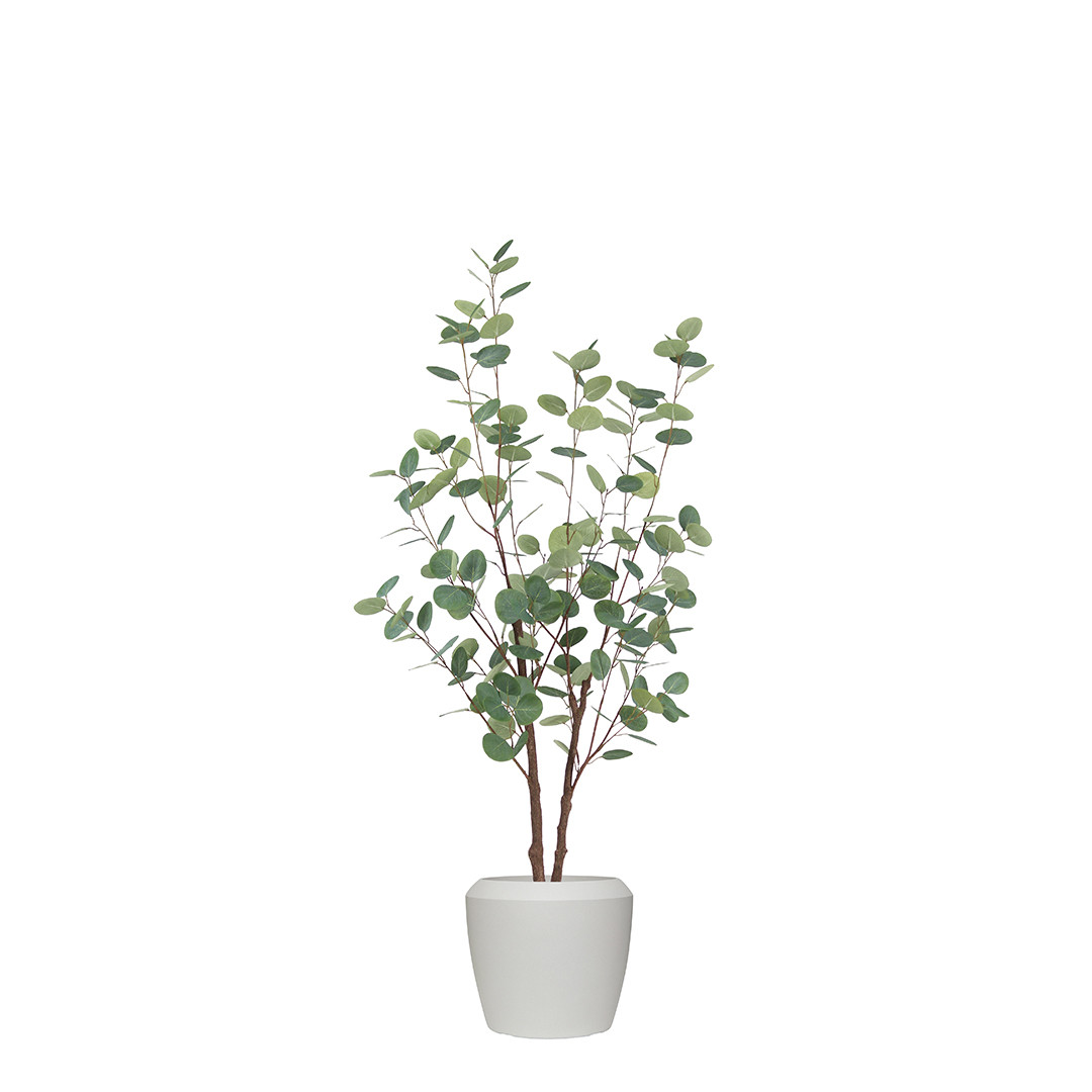 EUCALYPTUS TREE IN NORFOLK CHALK POT