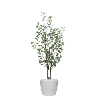 EUCALYPTUS TREE IN NORFOLK CHALK POT
