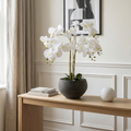 ORCHID WHITE IN TWIZELL BLACK POT 100CM
