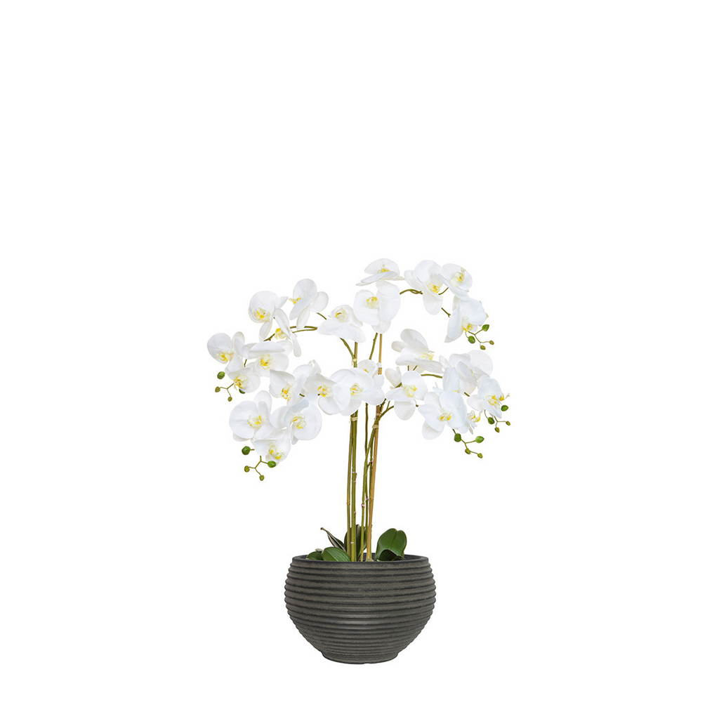 ORCHID WHITE IN TWIZELL BLACK POT 100CM