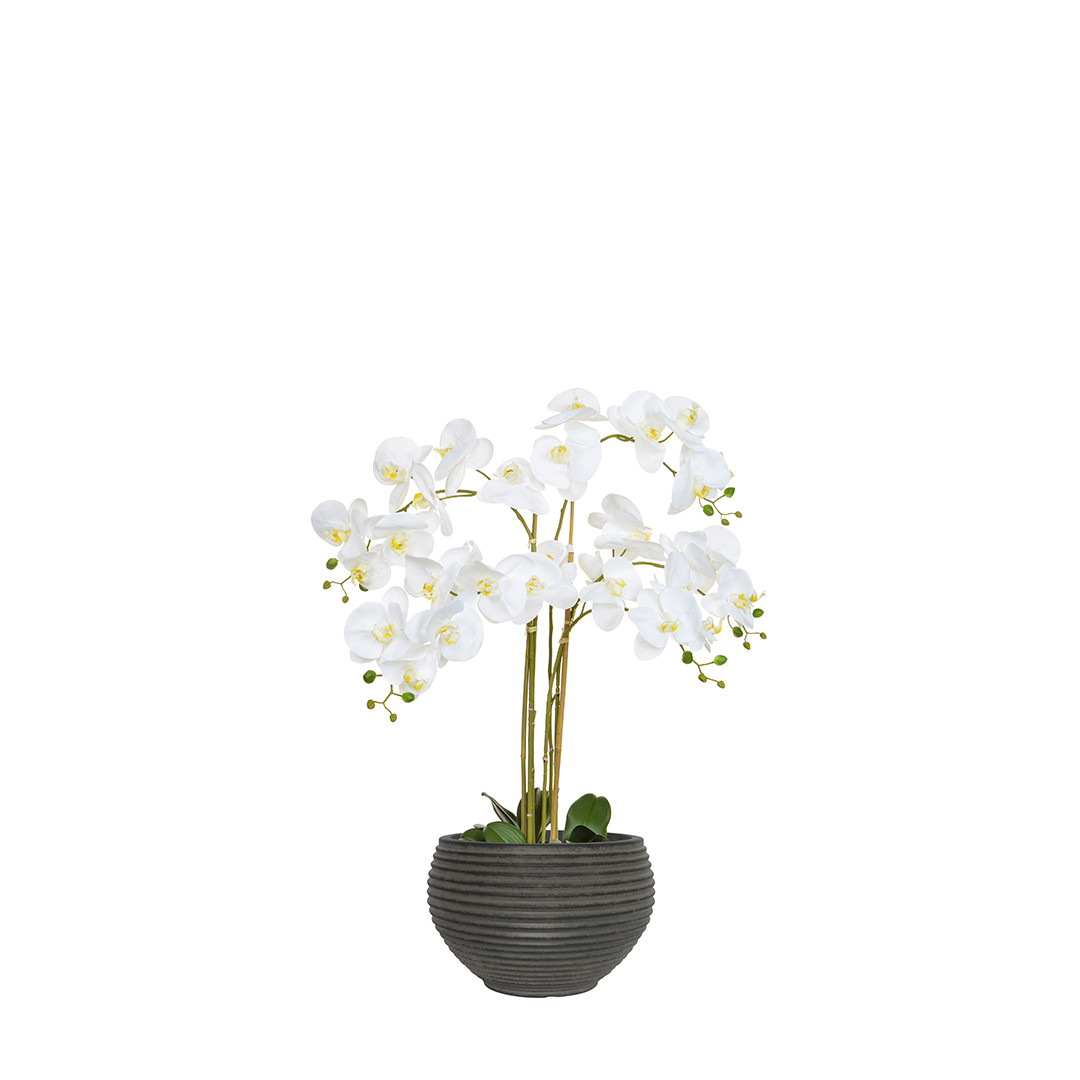 ORCHID WHITE IN TWIZELL BLACK POT 100CM