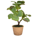 SUCCULENT GRN IN CLAY POT YF 35CM