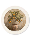 Mediterranean Orange Tree - Oxford Strong White Round Frame Mediterranean Orange Tree